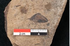 Foto (Detailansicht) von Araucaria sternbergii Goeppert (NHMW-GEO-2024-0188-8291)